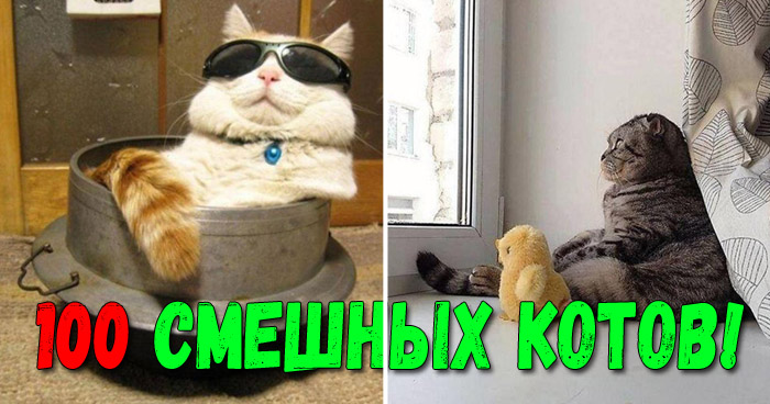 смешных фото кошек