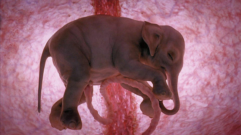 2. Слоненок «постарше», так он выглядит на 12-м из 22 месяцев беременности. Это самая продолжительная беременность среди млекопитающих.