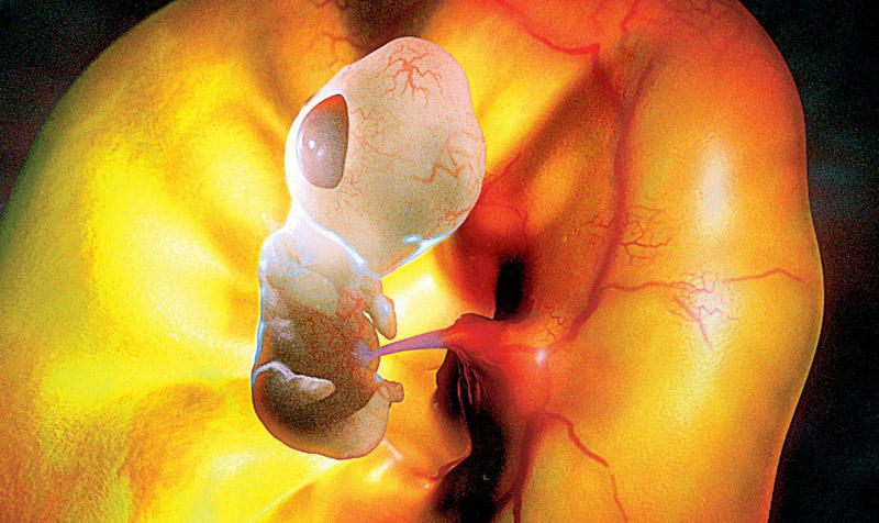 4. Эмбрион императорского пингвина внутри яйца, примерно неделя после оплодотворения.