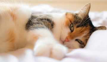 Кодекс настоящего кота