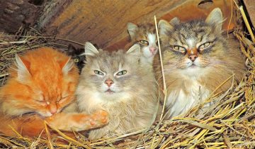 сибирских котов