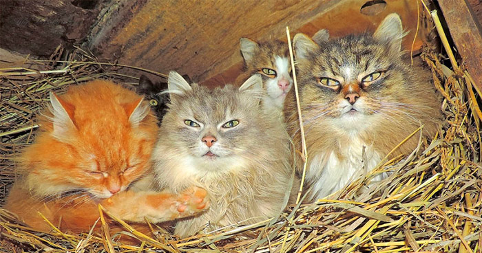 сибирских котов