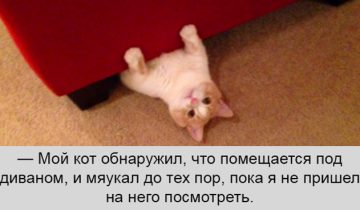 коты идеальны