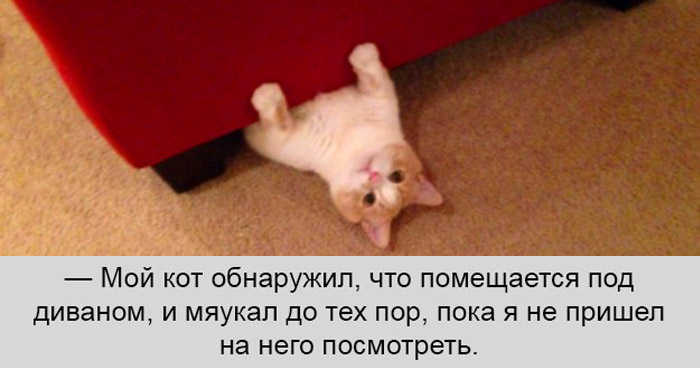 коты идеальны