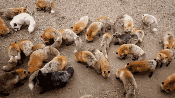 1. Вдобавок к широко известным красным лисам существуют также серебряные, арктические синие, платиновые, арктические темные и скрещенные лисы, представителей которых вы можете найти в деревне Дзао.