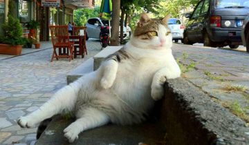 настоящего кота