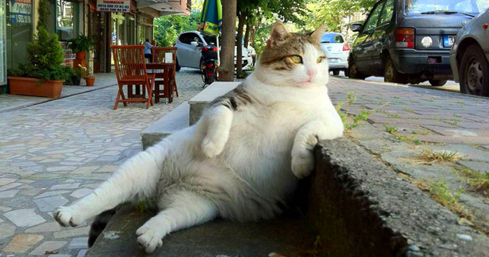 настоящего кота