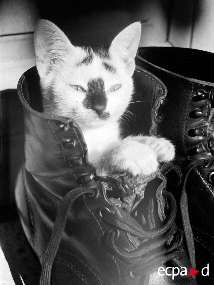 Молодой кот скрывается в «рейнджерсах». Август 1943 года, Крит.