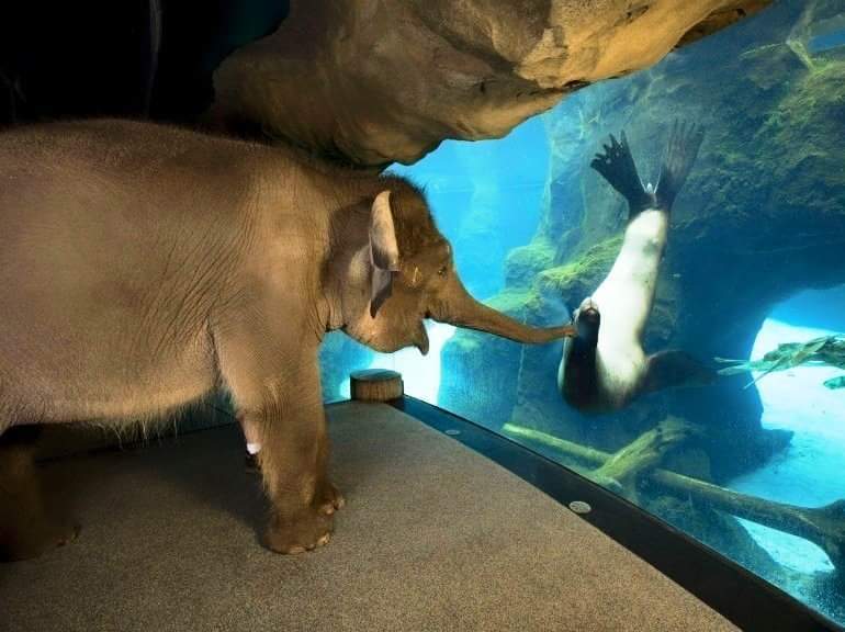 3. Слону решили показать зоопарк, в котором он живёт
