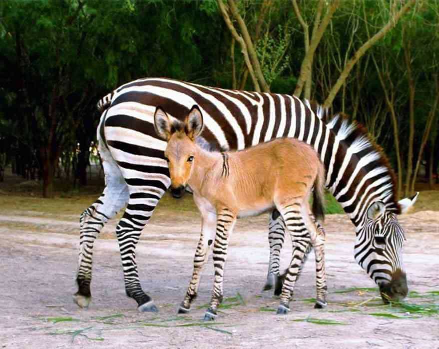 13. Зеброид — миленький гибрид лошади и зебры