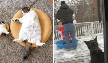 Это же котики