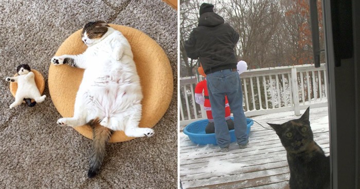 Это же котики