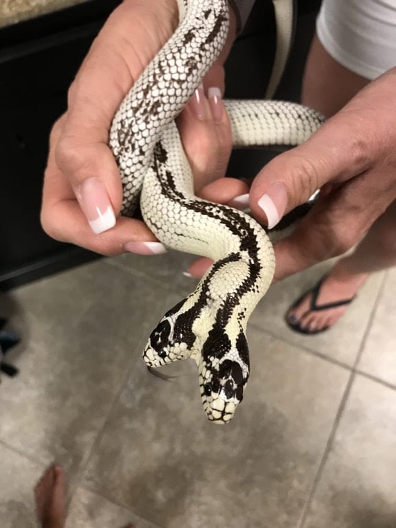 Двухголовый мутант змеи, которая и так удивительна — калифорнийская королевская змея имеет иммунитет к ядам и с радостью пожирает других гадов, вроде гремучих змей.