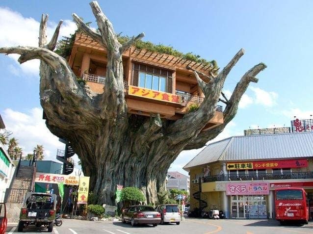 Кафе «Gajumaru Treehouse Diner» в Наху, Окинава, было весьма популярным, пока из-за окончательного износа ствола дерева его не снесли в 2015-ом.