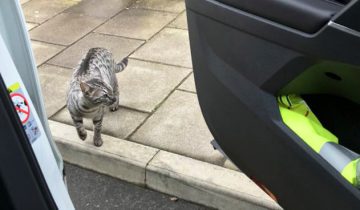 собственного кота