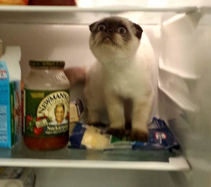 17. «Мой кот первый раз запрыгнул в холодильник»