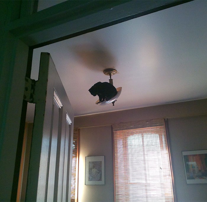 26. «Видимо, наш кот решил, что может сам поменять лампочку в этой люстре»