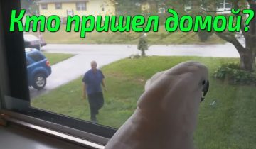 своего хозяина