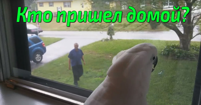 своего хозяина