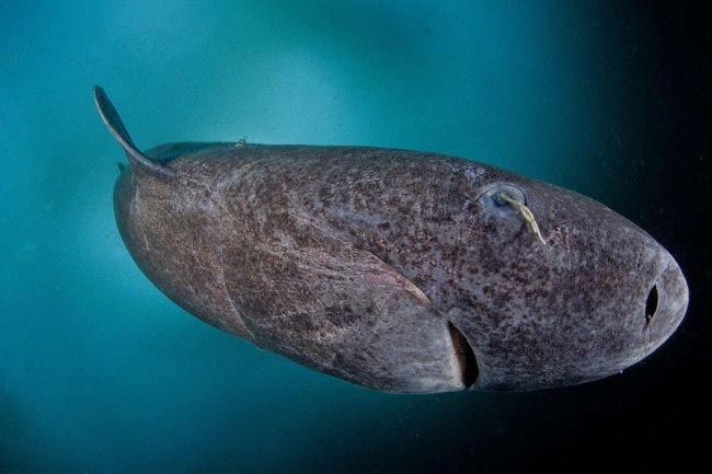 Самое старое позвоночное животное в мире — акула, которой 512 лет