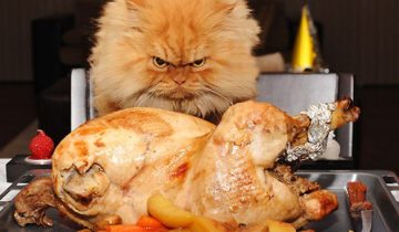 коты-воришки
