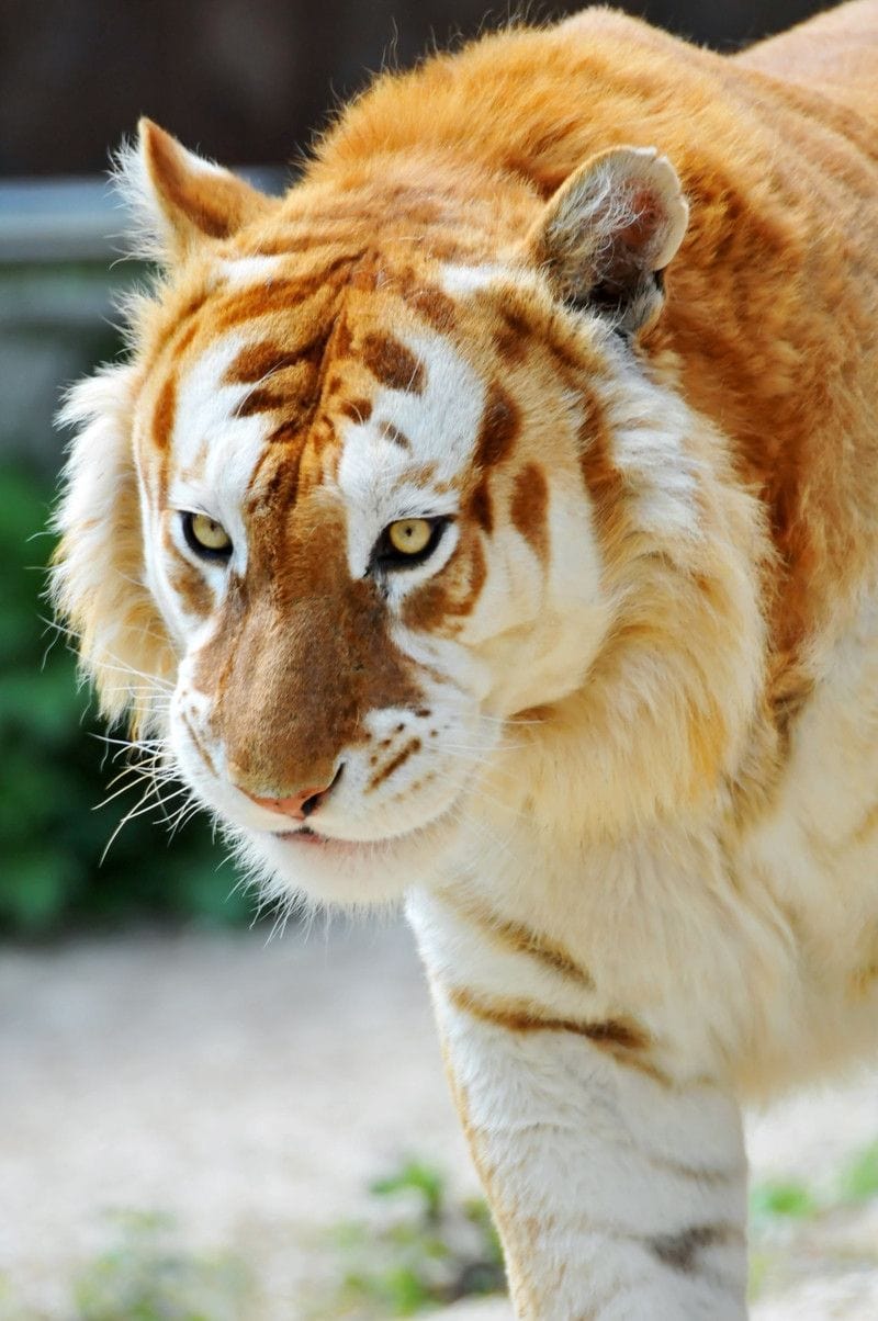11. Великолепные золотые тигры красивы ровно настолько, насколько редки.