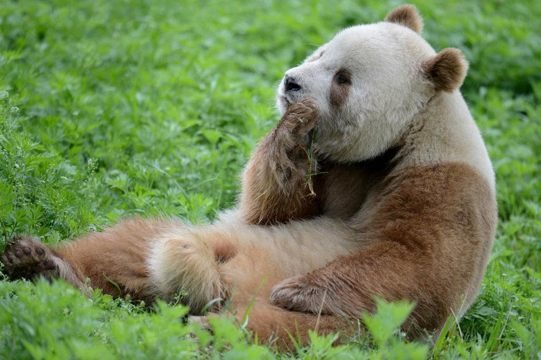 13. Если вы думали, что панды бывают только чёрно-белыми, то нет, есть и коричневые, и белые особи