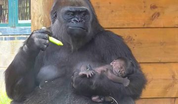 старший брат