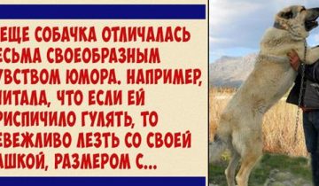 Замечательная собака