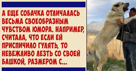 Замечательная собака