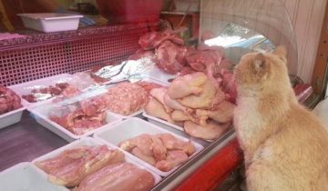 выпрашивал мясо