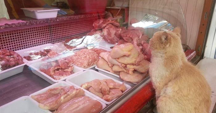 выпрашивал мясо