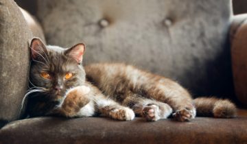 язык кота