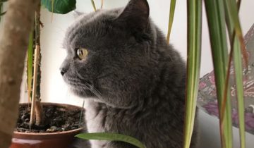 кричать на кота