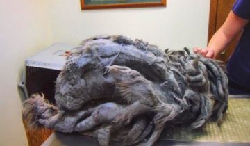 лохматый комок