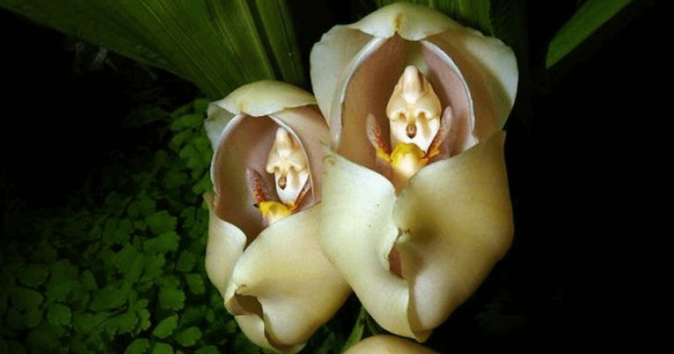 Ком цветы похожие на. Ангулоя. Орхидея Impatiens Bequaertii. Ангулоя цветок. Странные цветы.