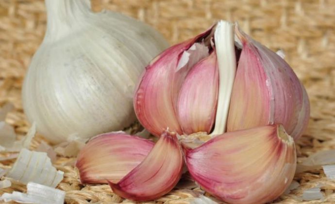 сохранить чеснок свежим