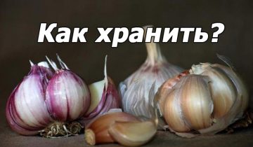 сохранить чеснок свежим