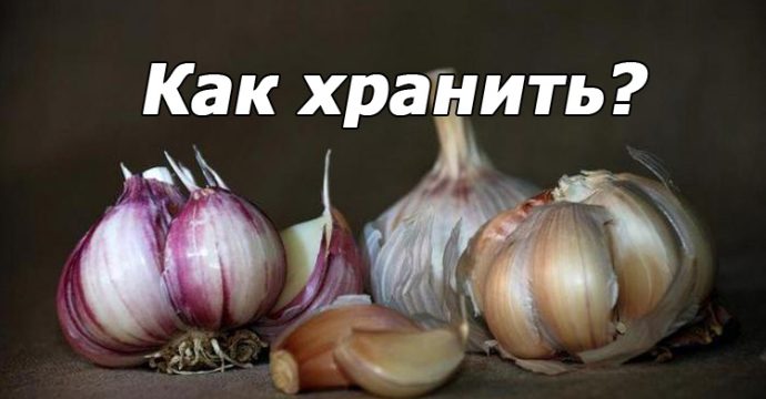 сохранить чеснок свежим