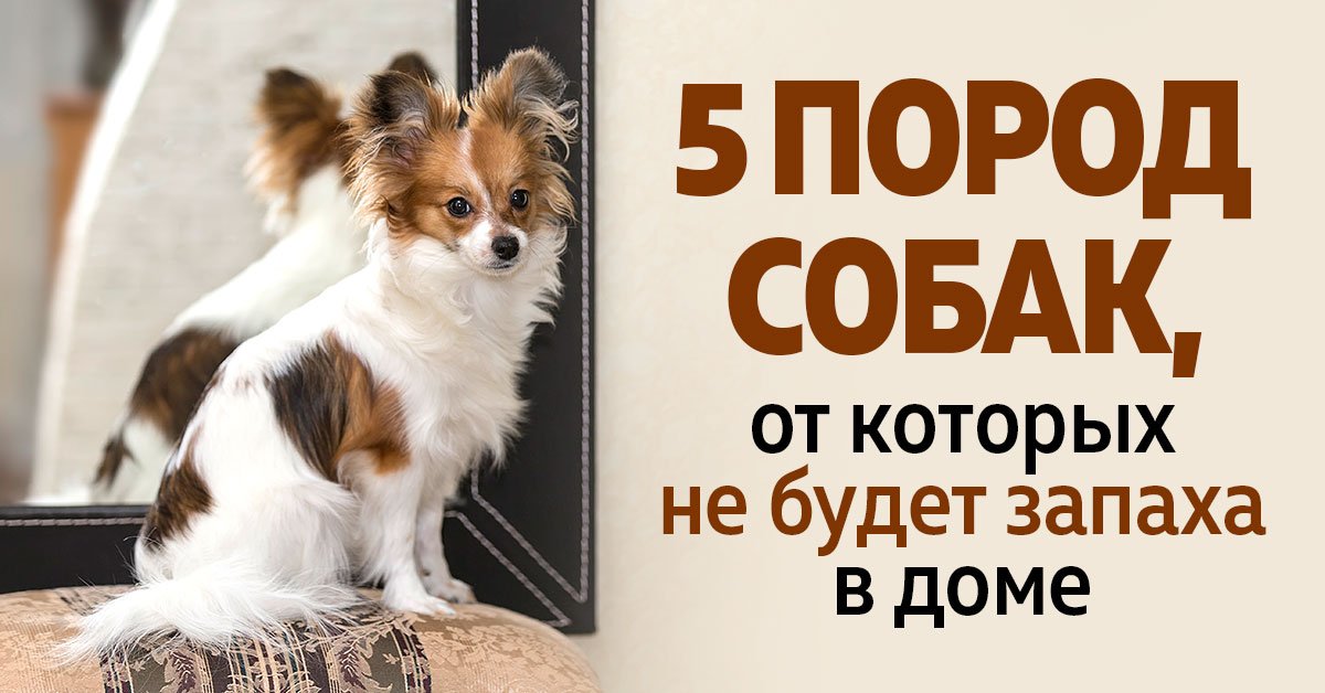 пахнуть в доме