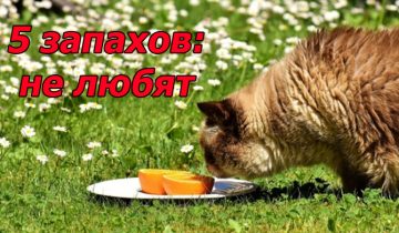 5 запахов не нравятся котам