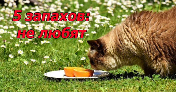 5 запахов не нравятся котам