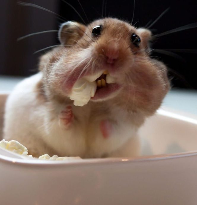 плачет Оскар: 17 эмоций