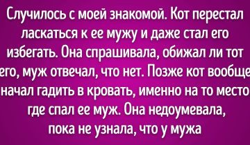 домашние питомцы умнее
