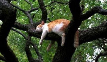 Кошки росли на деревьях