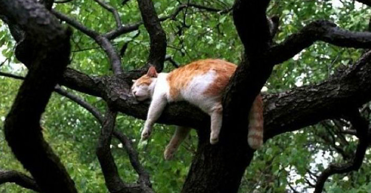 Кошки росли на деревьях