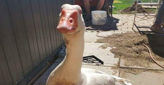 Лиса украла гуся