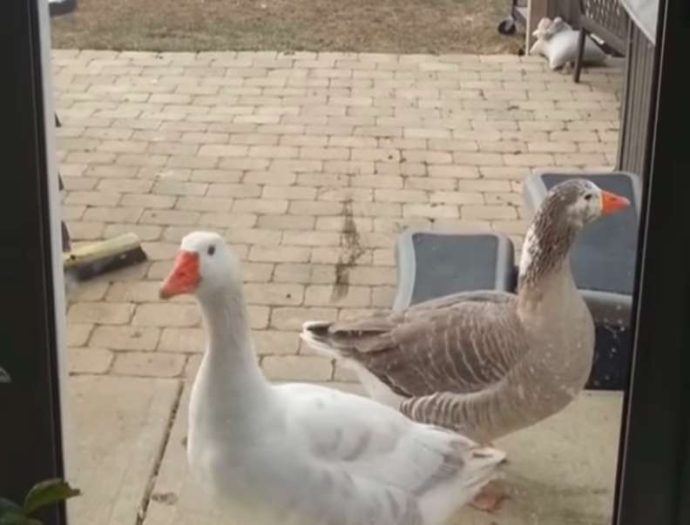 Лиса украла гуся