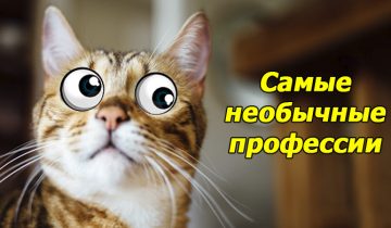 17 самых необычных профессий мира