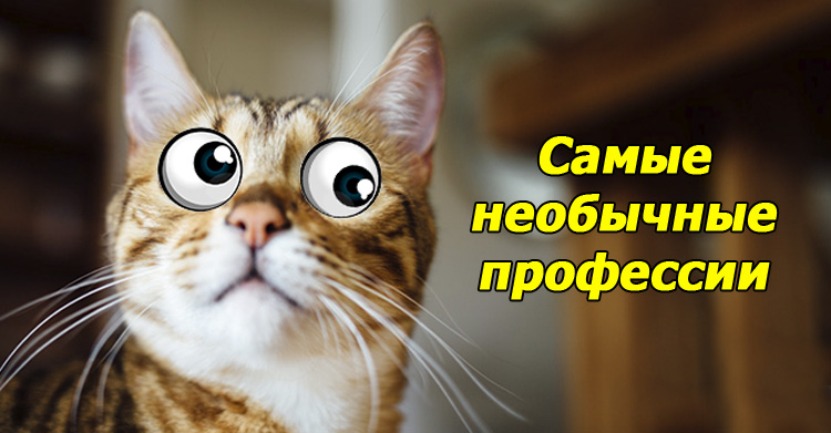 17 самых необычных профессий мира